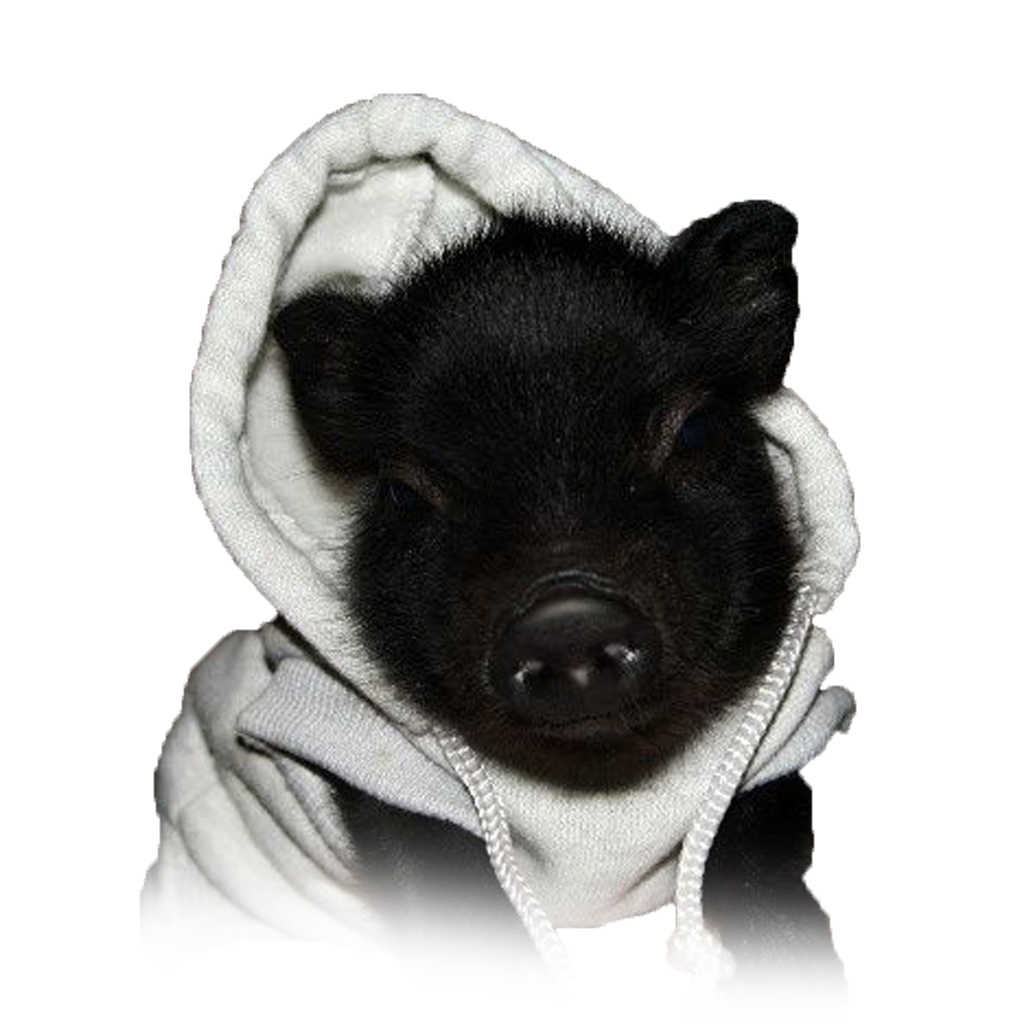 Cute black pig in white hoodie